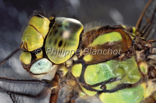 aeshna cyanea 3.JPG - Aeshna cyanea (portrait)Libellule, Aeschne bleueDragonfly, Southern Hawker or Blue darnerOdonata, AnisopteraAeshnidaeFrance